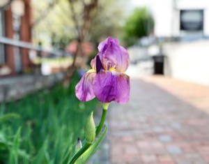 flower, depot, downtown cartersville